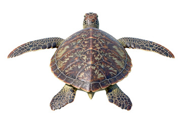 Fototapeta premium Top View of a Green Sea Turtle