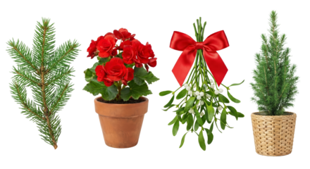 Christmas Plants and Decorations: Fir Branch, Red Begonia, Mistletoe, and Pine Tree