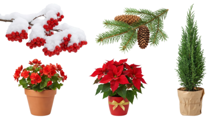 Winter Plants Collage: Snow Berries, Pine Branch, Potted Plants, Christmas Tree