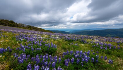 Vast Field of Blooming Wildflowers Under a Cloudy Sky