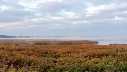 Tranquil morning mist gently drifts over a sprawling expanse of golden reed fields, creating a serene and atmospheric natural landscape at dawn