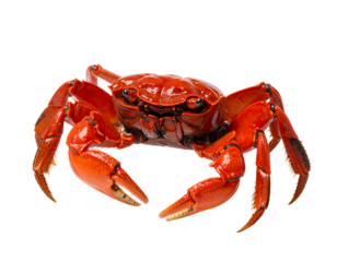Vibrant Red Crab Scuttling with Intricate Claw Details