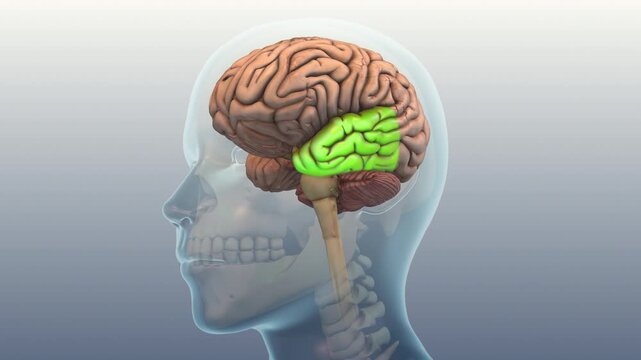 Temporal Lobe Condition Triggering Tinnitus Symptoms