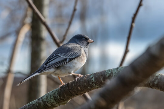A Slate-colored Dark-eyed Junco perched on a lichen-covered tree branch, featuring a grey body and white belly, set against a blurred winter forest background.
