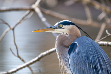 A close-up profile portrait of a majestic Great Blue Heron, showcasing its sharp yellowish-orange beak, intense yellow eye, and detailed blue-grey plumage, set against a background of blurred branches © Muntaha Studio