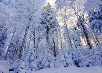 Piękny zimowy g&oacute;rski las w białej szacie