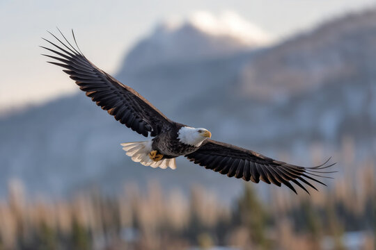 A majestic Bald Eagle soaring through the air with wings wide open, illuminated by golden sunlight against a scenic background of blurred mountains and trees.