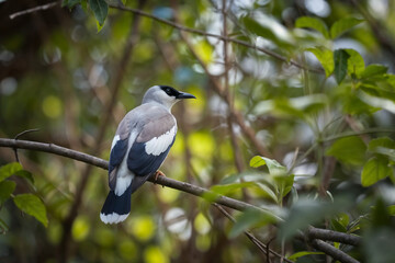 A grey and black bird, likely a Cuckooshrike, perched calmly on a tree branch, surrounded by lush green foliage with a naturally blurred forest background.