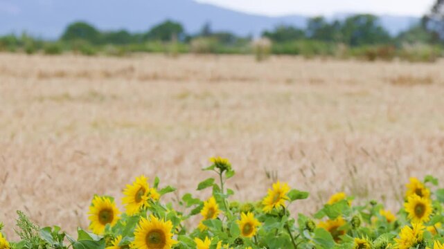 Bright Yellow Sunflowers Blowing in the Wind on a Scottish Farm