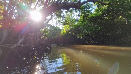 Golden sunlight streams through a lush mangrove forest, casting a radiant glow on the tranquil river water, creating a serene and vibrant natural landscape with beautiful reflections