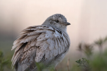 A close-up portrait of a fluffy Lark bird with ruffled white and brown feathers, standing on the...