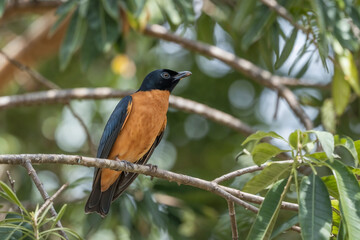 A striking bird with a glossy dark blue-black head and wings contrasting with a vibrant orange underbelly, perched on a thin tree branch surrounded by green foliage.