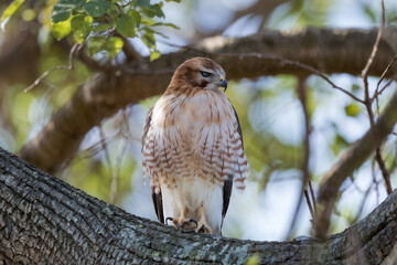 A majestic Red-shouldered Hawk perched on a textured tree branch, displaying reddish-brown barred plumage on its chest, surrounded by green foliage and dappled sunlight in a natural forest setting.