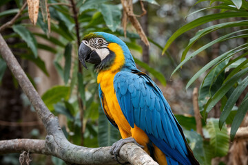 A vibrant Blue-and-Yellow Macaw perched on a tree branch, surrounded by green foliage in a natural environment.