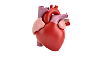 Anatomical Heart: A detailed depiction of a human heart, showcasing the intricate structures and complex design of the body's vital organ.