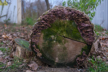 Cross section of cut tree log with layered bracket fungus on rim, green-stained wood surface, forest ground background.