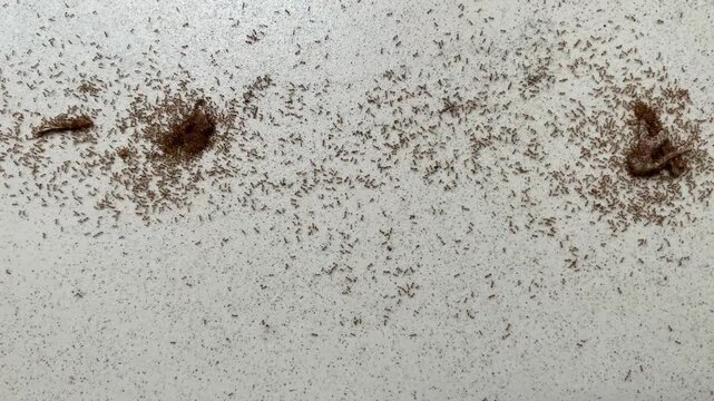  Video Seen from above, a colony of ants working together to carry food, on white tiles.