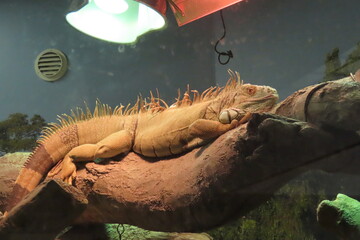 大きなイグアナ