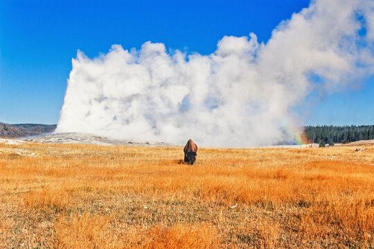 American Bison in front of Old faithful geyser in Yellowstone national park
