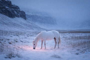 White Horse in Snowy Valley at Blue Hour