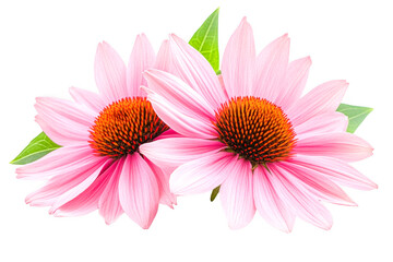 Two detailed coneflowers with pink petals shown on transparent background elegantly