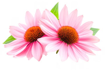 Two detailed coneflowers with pink petals shown on transparent background elegantly