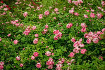 Lush green leaves cradle clusters of blooming pink roses under the warm sun in a garden setting