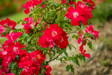 Bright red roses flourish on lush green branches, filling the garden with color and beauty