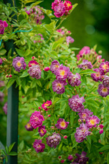 Colorful clusters of blossoms fill the frame, radiating beauty and fragrance in a tranquil garden