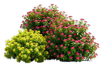 Three types of flowering shrubs with green and red blooms