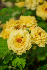 Yellow roses bloom among lush green leaves, filling the air with sweet beauty