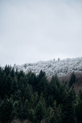 Dark Evergreen Forest In Winter
