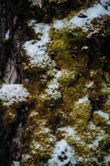 Snow And Moss Forest Texture