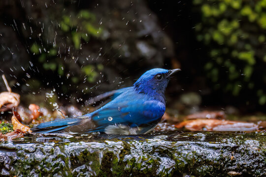 青い鳥」の写真素材 | 349,004件の無料イラスト画像 | Adobe Stock