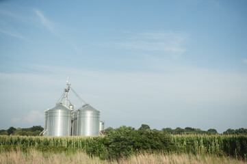 Silver grain silos rise above cornfield under clear blue sky
