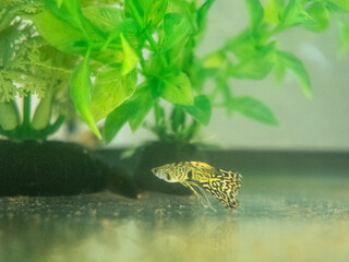 Poecilia reticulata with leopard tail swimming near plants