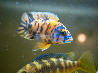 Aulonocara sp. with vivid markings swimming above Nimbochromis