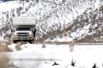 Coyote Sitting in the Snow Along a Trafficked Roadway