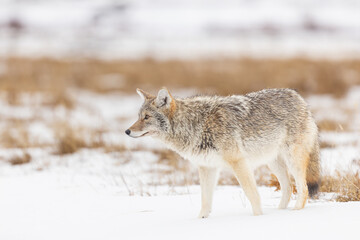 Fototapeta premium Coyote Hunting Prey in a Snowy Field