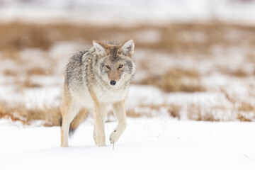 Obraz premium Coyote Walking Through a Snowy Field