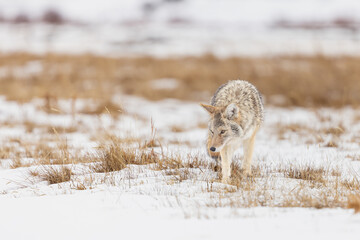 Coyote Hunting in a Snowy Field