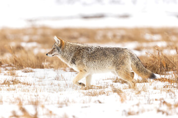 Fototapeta premium Coyote Walking Through a Snowy Field