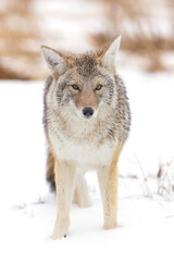 Obraz premium Coyote Looking Intensely Towards the Horizon