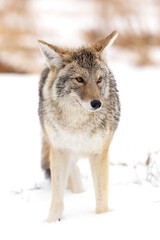 Obraz premium American Bison Walking Through Snowy Field Along Road With Fores