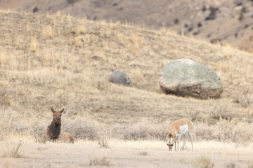 Naklejka premium Pronghorn and Elk in a Field
