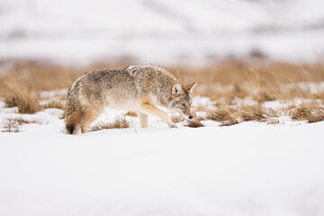 Obraz premium Coyote Stalking Through Winter Grassland Landscape of Yellowston