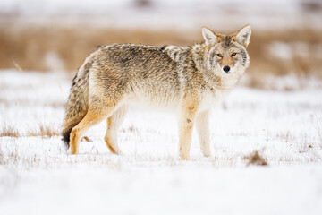 Fototapeta premium Coyote Stands in Snowy Field, Alert Canis latrans in Winter Land