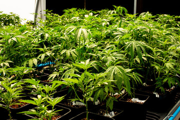 Obraz premium Modern indoor cannabis cultivation facility