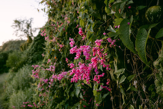 Pink wild flowers in Mexico - Powered by Adobe