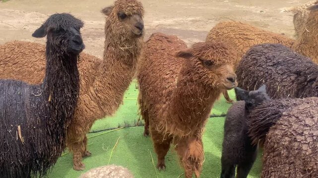 Different types of llamas on a farm